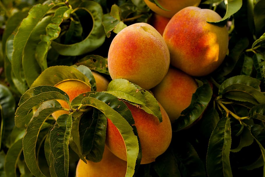 unharvested ripe peach fruits at daytime, unpicked peaches on tree HD wallpaper