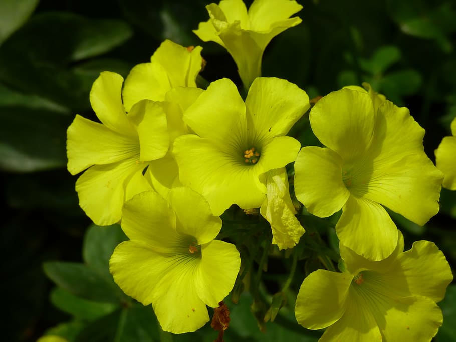 yellow, meadow, outdoor, flower, spring, malta, island, mediterranean, HD wallpaper