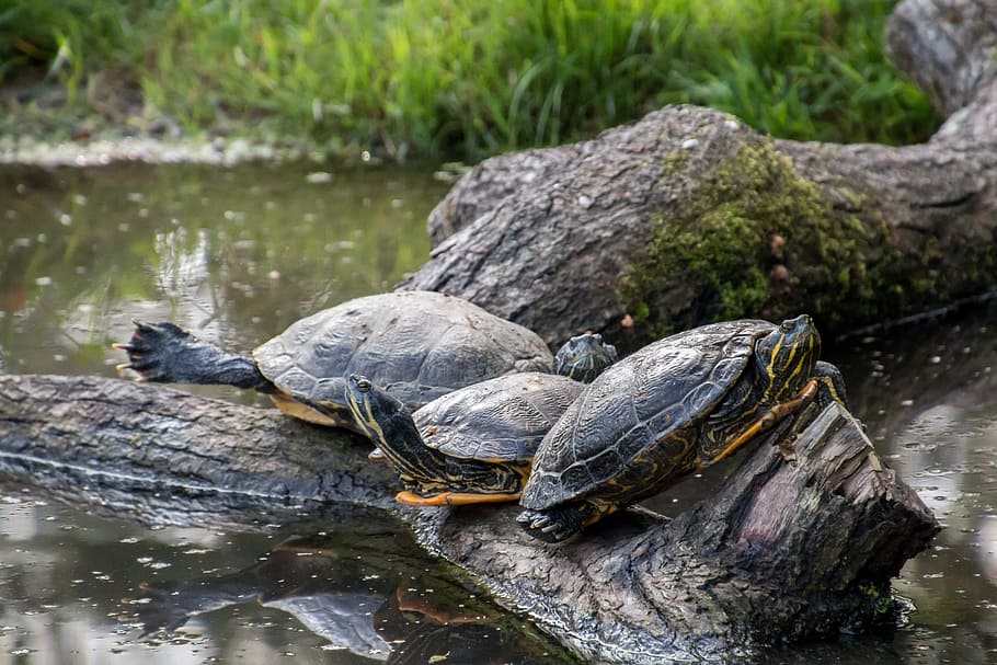 Turtles, Log, Water, Relax, sunbathing, reptile, one animal HD wallpaper