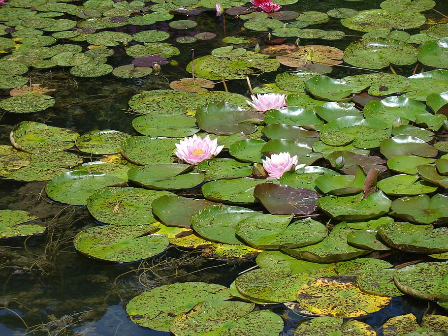 puddle, lotus, aqua table, lily, flower, plant, growth, water lily HD wallpaper