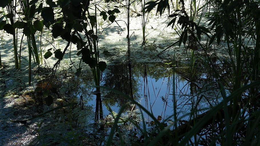 nature, water, trueb, tree, plant, flora, tranquility, forest HD wallpaper
