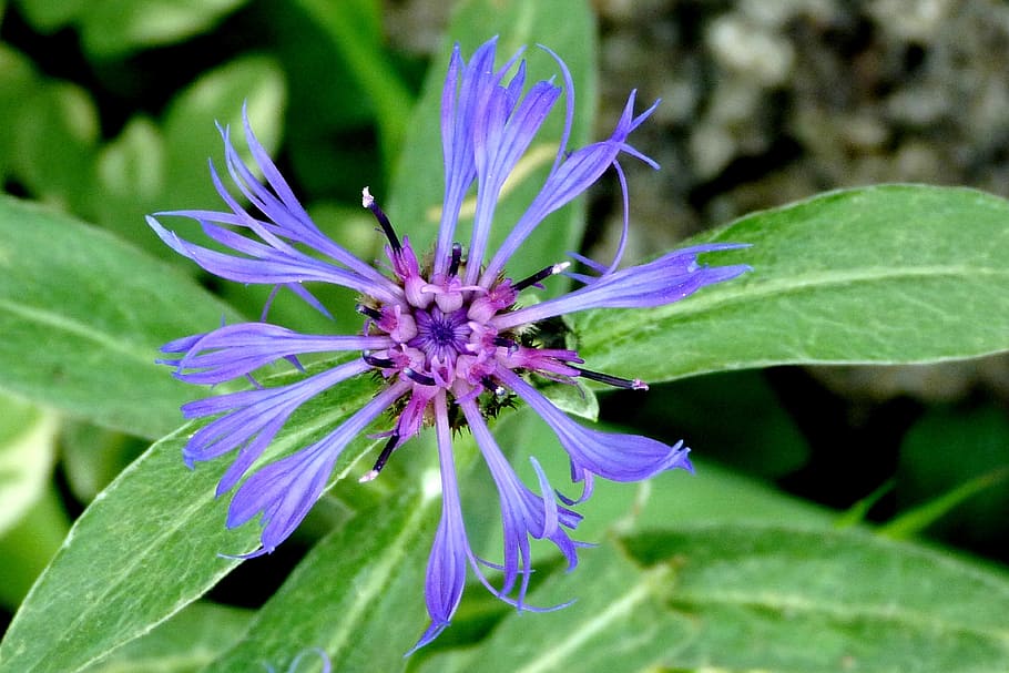 Flowers, Nature, Macro, Spring, Green, blue, garden, leaf, purple HD wallpaper