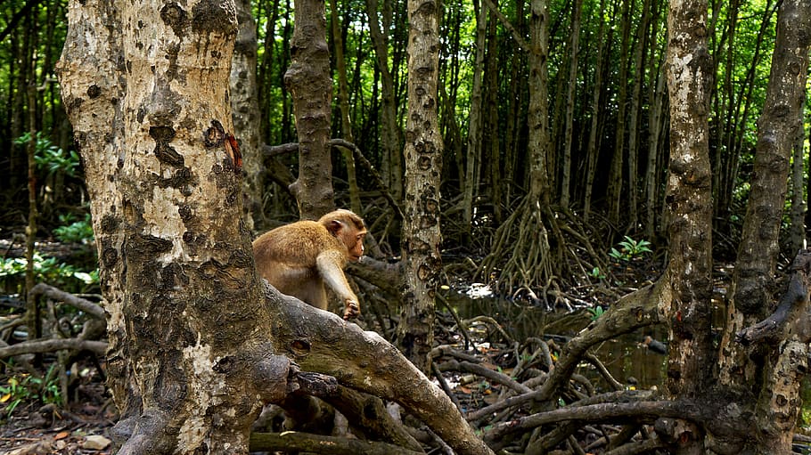 forest, gas, plant, tree, mammal, animal themes, animals in the wild HD wallpaper