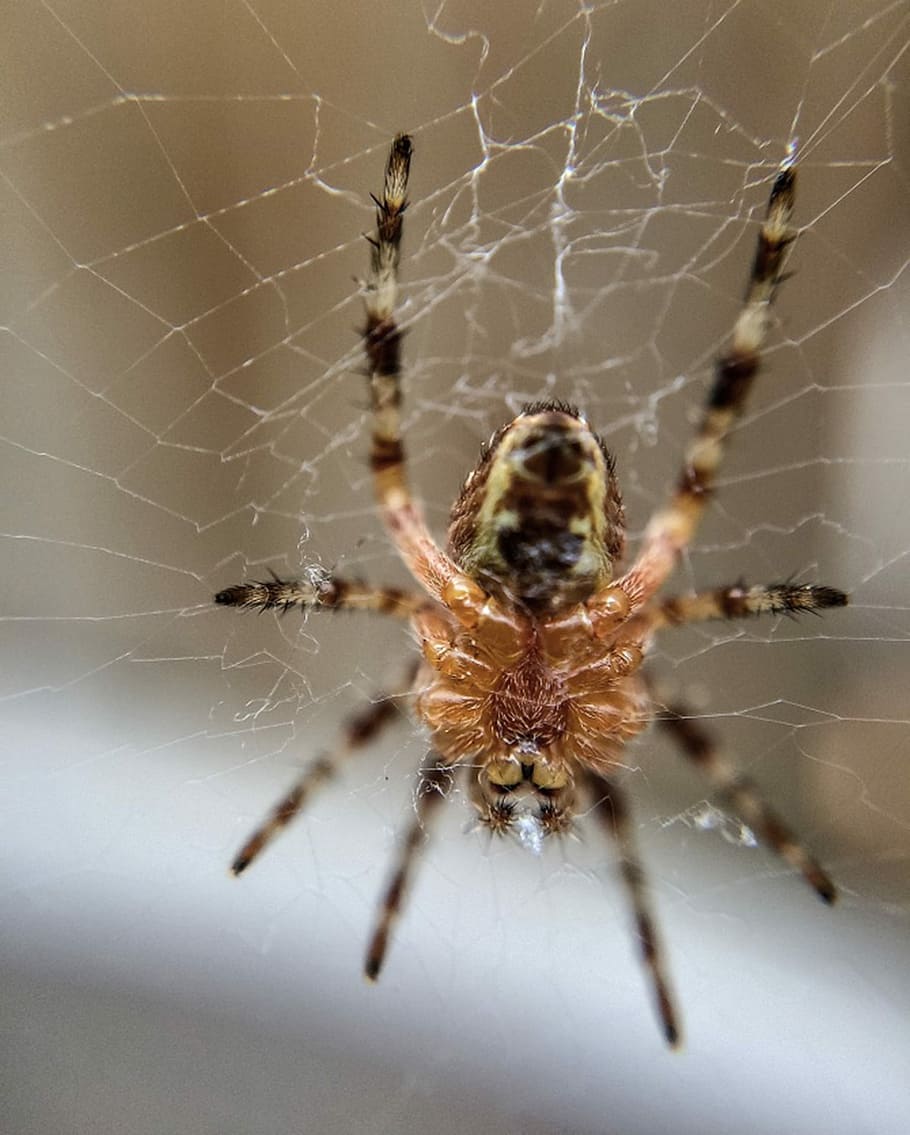 Spider, Nature, Natural, Web, Arachnid, insect, macro, spiderweb HD wallpaper