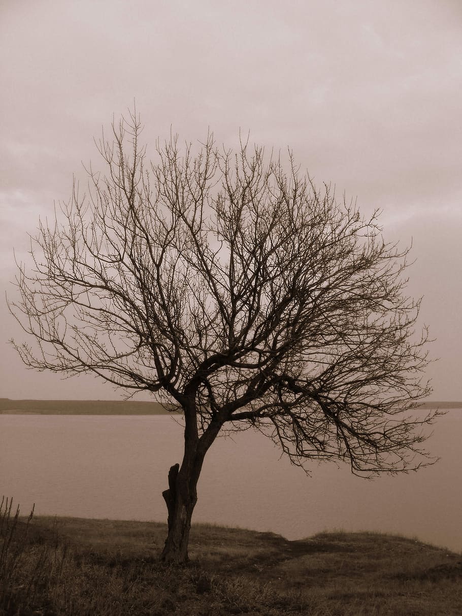 Tree, Water, Wilderness, Lonely, grey, bare tree, landscape HD wallpaper