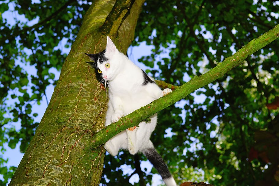 cat, tree, climb, young cat, pet, nature, cat in the tree, domestic cat HD wallpaper