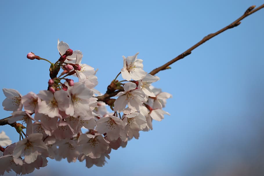 spring, cherry blossom, flower, plant, flowering plant, sky HD wallpaper