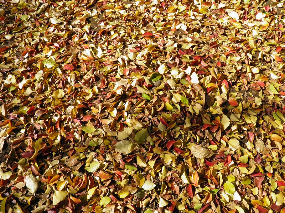 autumnal leaves, deciduous trees, leaf, nature, backgrounds HD wallpaper
