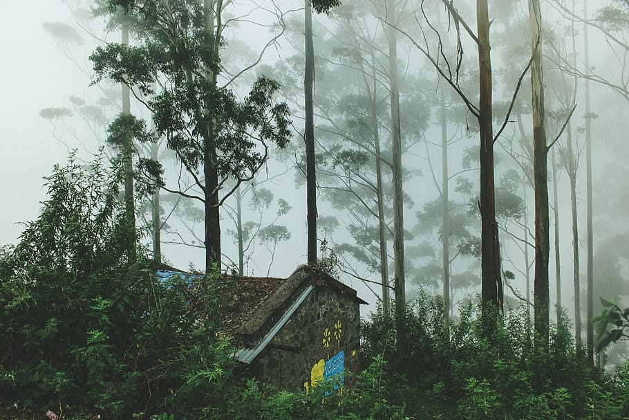 house surrounded with trees during foggy day, stone house surrounded by green leafed trees HD wallpaper