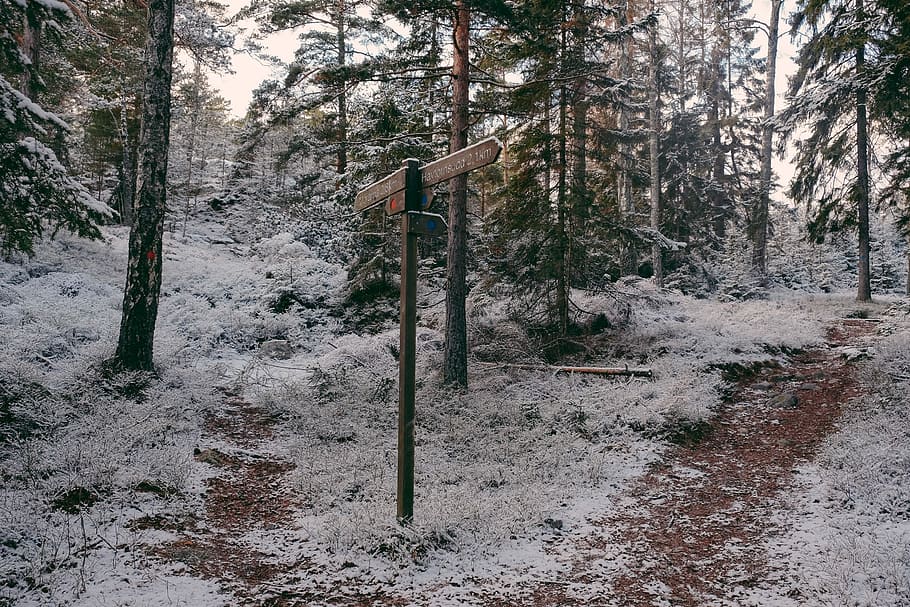 landscape of treest covered with snow, brown wooden road signage near green leaf trees with snow HD wallpaper