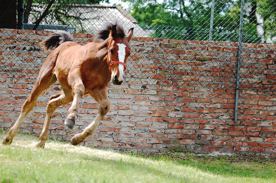 stallion running on lawn, Horse, Konik, Animal, Bay, the horse