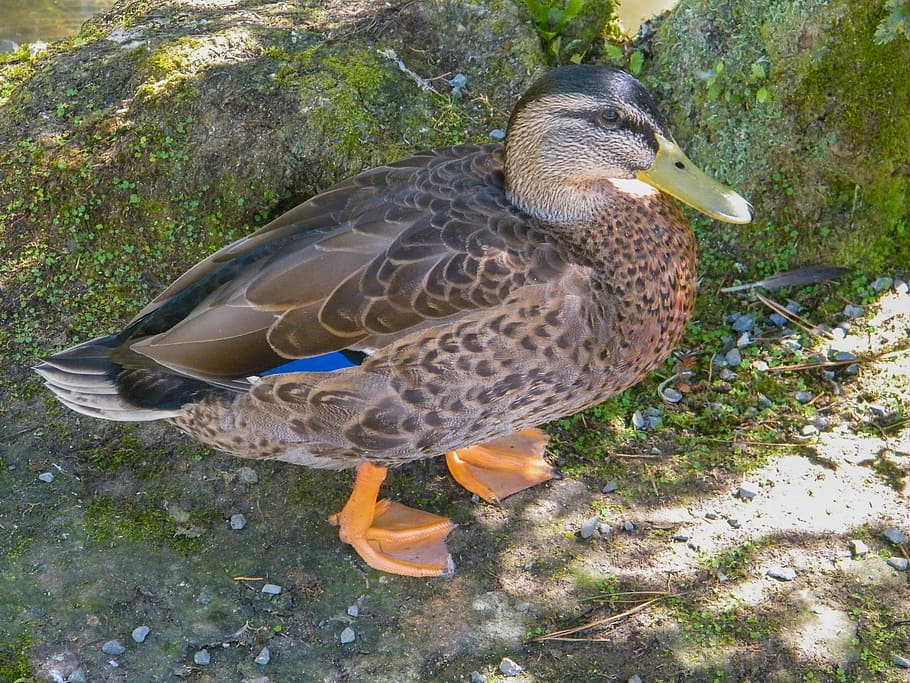 duck, bird, mallard, vertebrate, animal, animal themes, animal wildlife HD wallpaper