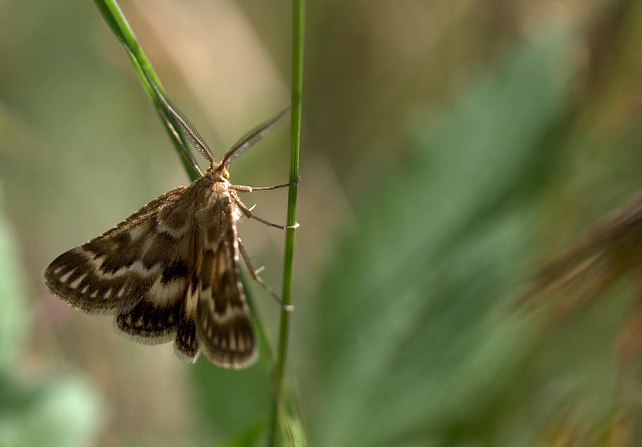 Butterfly, Spike, Insecta, Wings, Nature, one animal, no people HD wallpaper