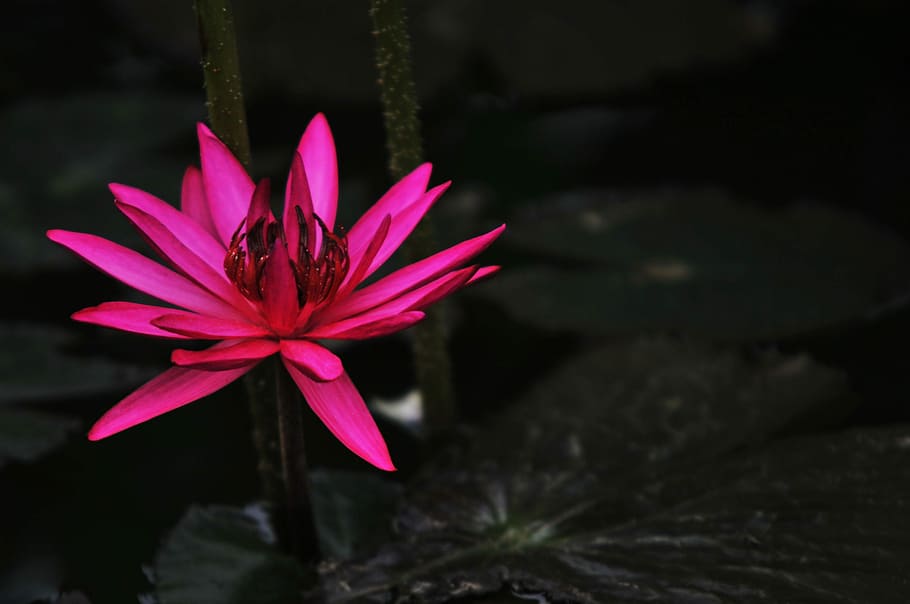 Lotus, Red, Black, flower, water, fragility, outdoors, petal HD wallpaper
