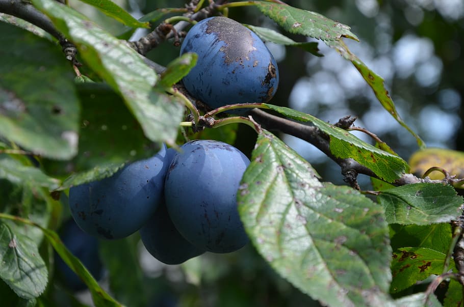 fruit, plums, branch, violet, purple, blue, healthy, food and drink HD wallpaper