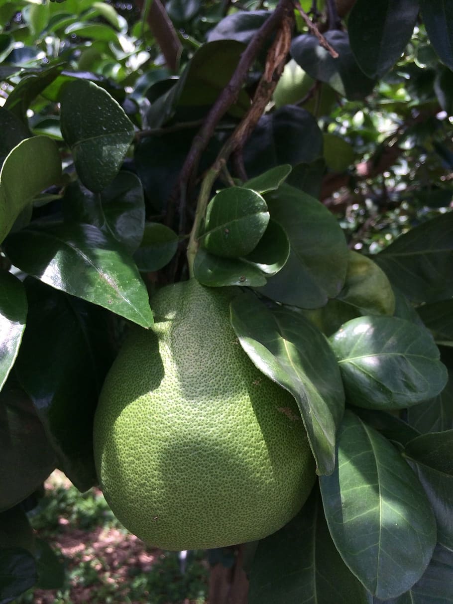 grapefruit trees, citron leaf, grapefruit grapefruit, plant part HD wallpaper