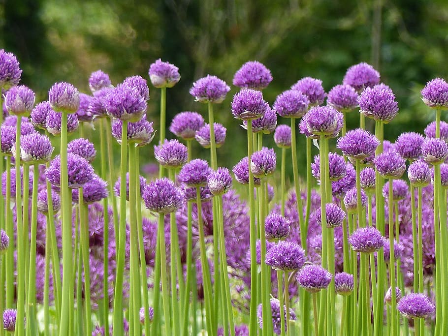 AO-4 Seeded Allium — Area Environments