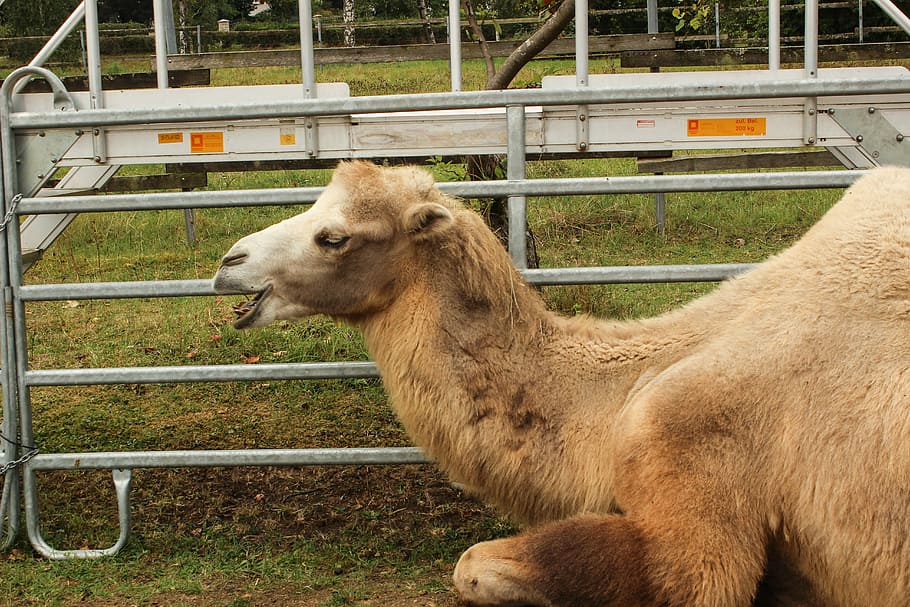 Zoo, Camel, Circus, Desert, Ship, Animal, desert ship, nature HD wallpaper