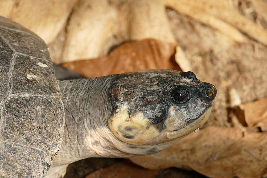 turtle, terekay-turtle, head, panzer, zoo, animal, reptile HD wallpaper