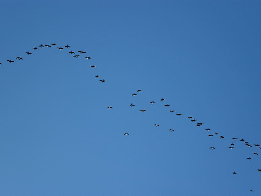 flock, flocking, geese, migrate, flight, sky, birds, wings HD wallpaper