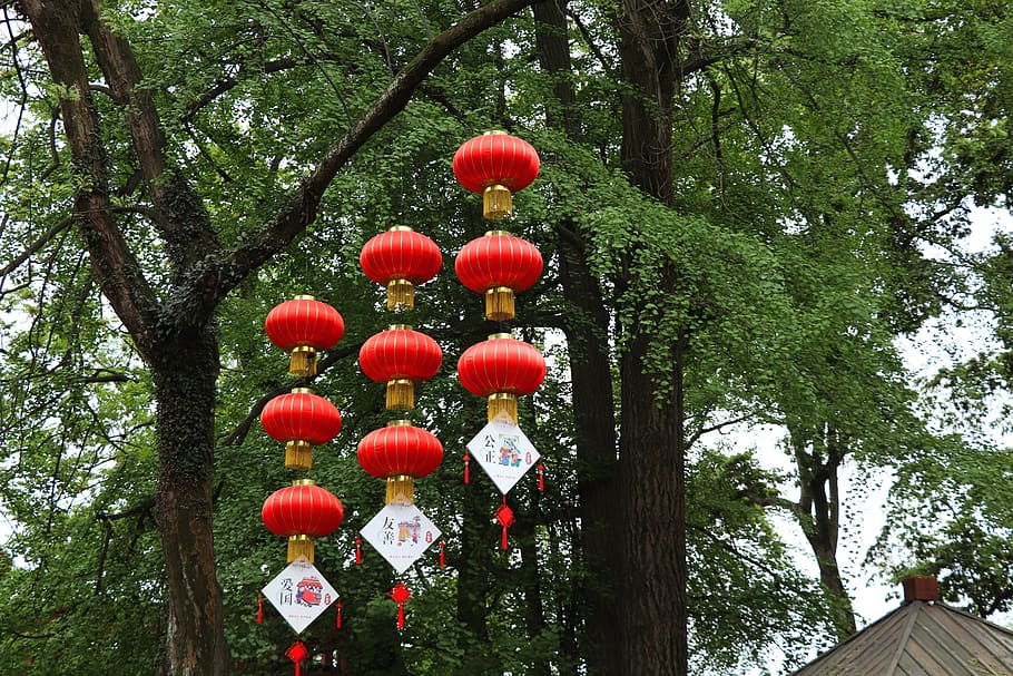 tree, nature, park, lantern, garden, spring, plant, hanging HD wallpaper