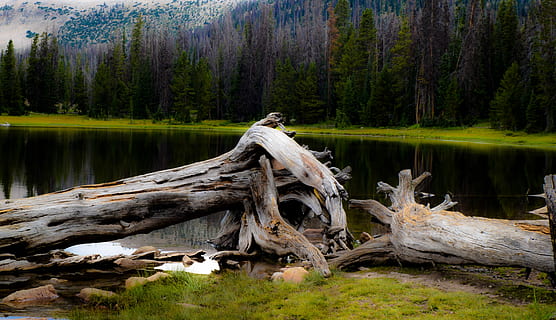 2 dreamy stumps, gray tree trunk beside river, dead tree, fallen tree HD wallpaper