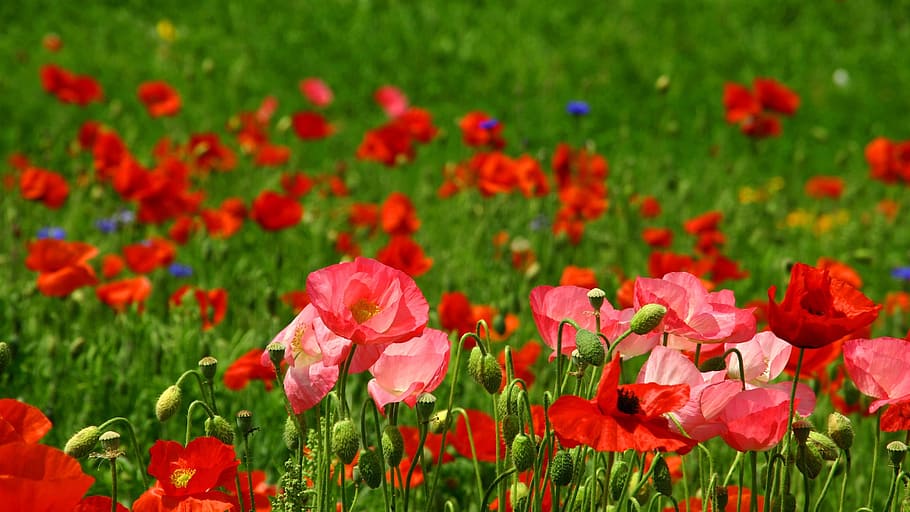 klitschko, whether or not, flowering plant, beauty in nature HD wallpaper