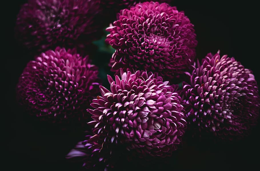closeup photo of five pink pompom flowers, macro photography of purple flowers