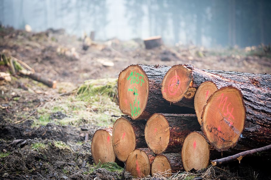 log, wood, forest, nature, tree trunks, forestry, trees, storm wood HD wallpaper