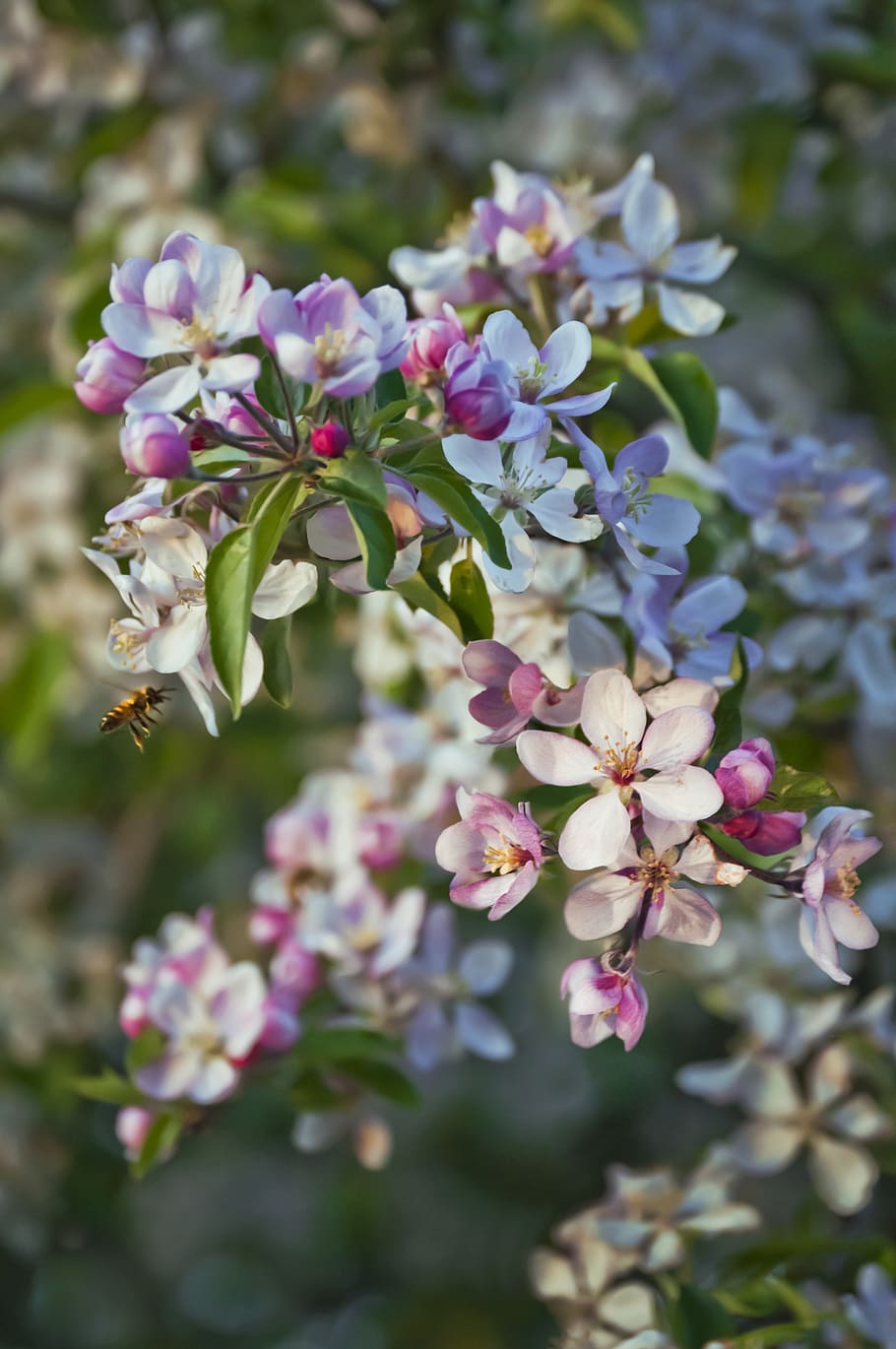 apple blossom, apple tree, flowering plant, fragility, vulnerability HD wallpaper