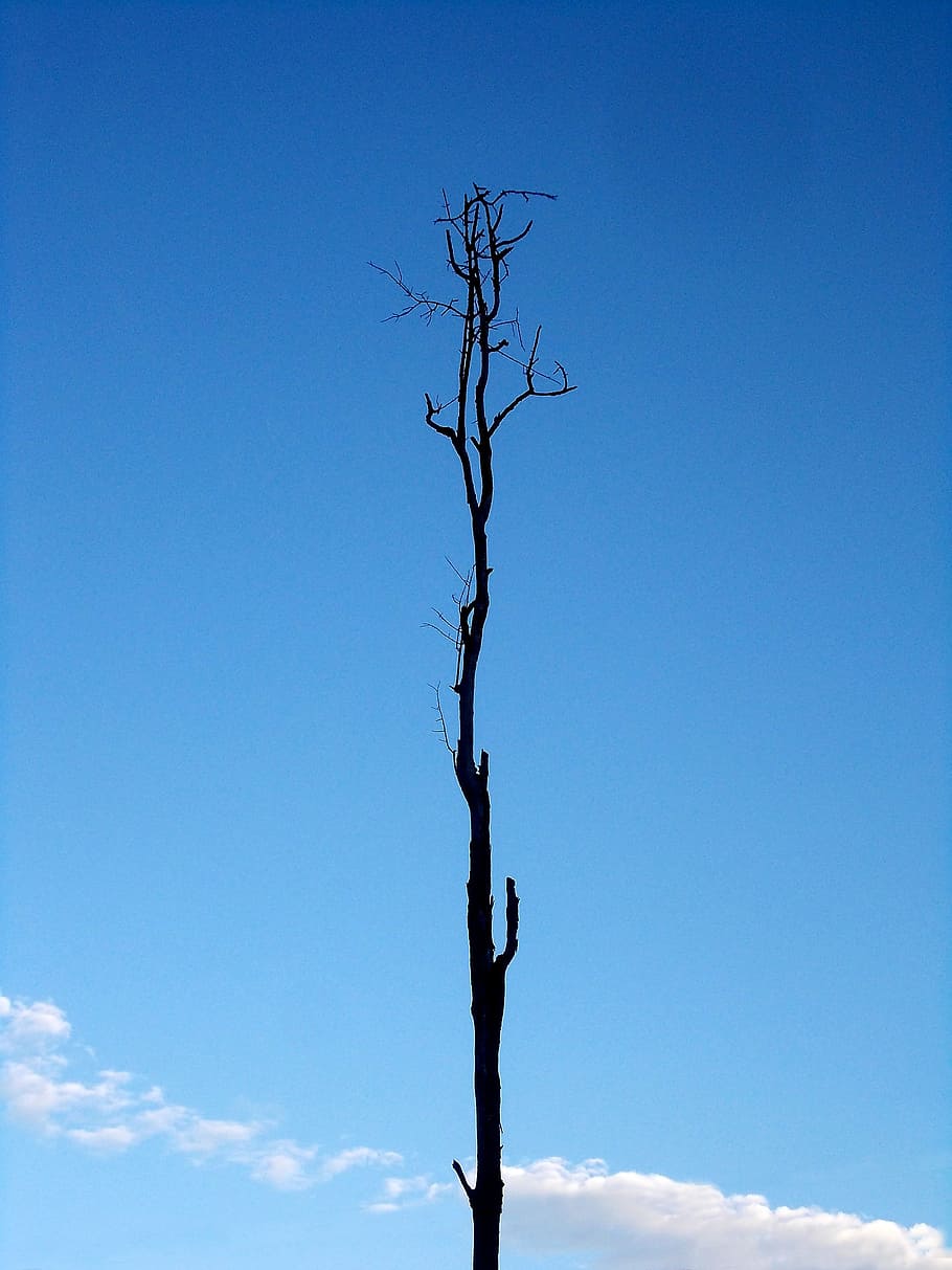 Tree, Lonely, Trunk, Single, Sky, Sky, Blue, old, old tree HD wallpaper