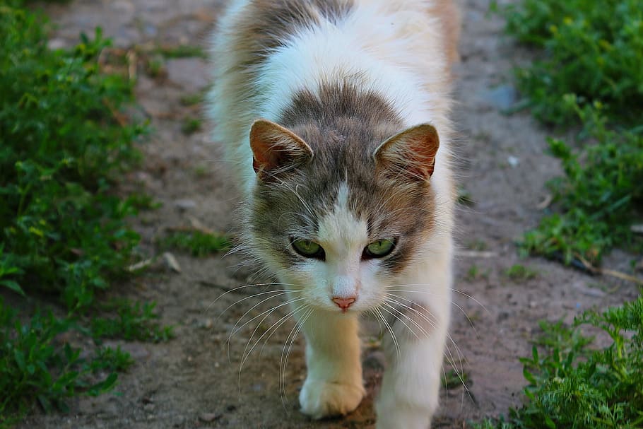 selective focus photography silver tabby cat on ground, Animal HD wallpaper