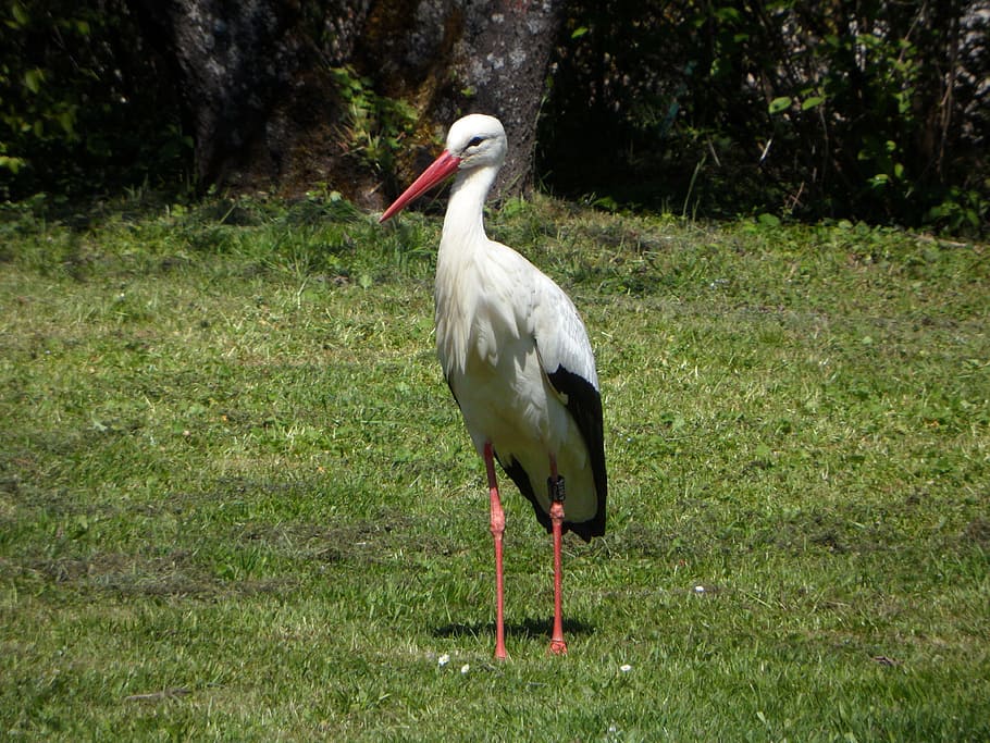 Stork, Bird, Meadow, Spring, animal portrait, tierportait, wildlife photography
