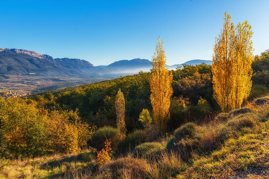 photograph of green plants near mountain, landscape, autumn HD wallpaper