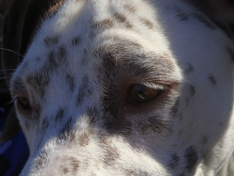 Dogs, Pointer, Face, Animals, thinking, head, expression, one animal HD wallpaper
