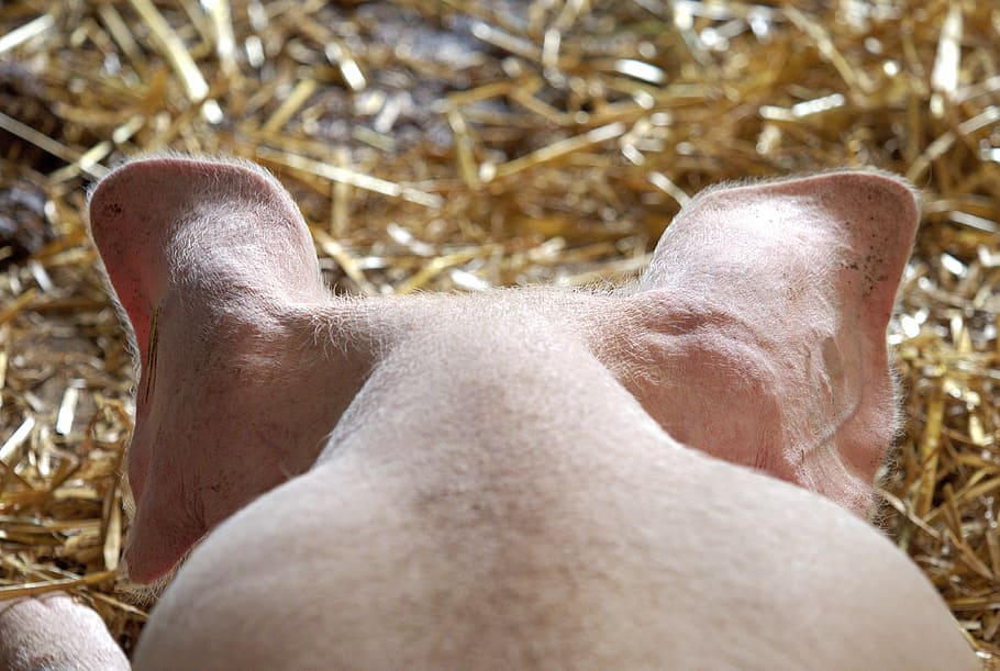 macro photography of pink pig, hog, ears, head, animal, swine