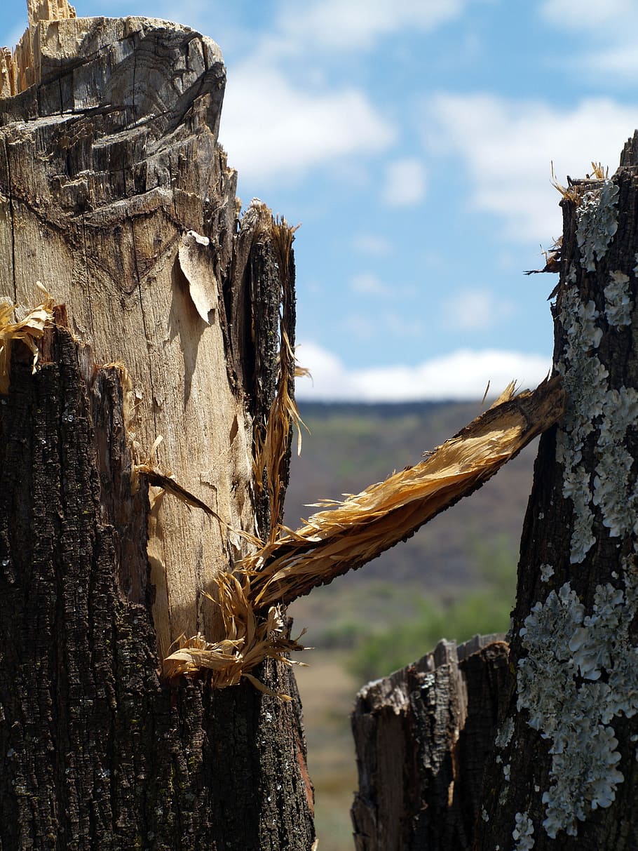 Landscape, Countryside, cliff, nature, tree, tree Trunk, wood - Material HD wallpaper