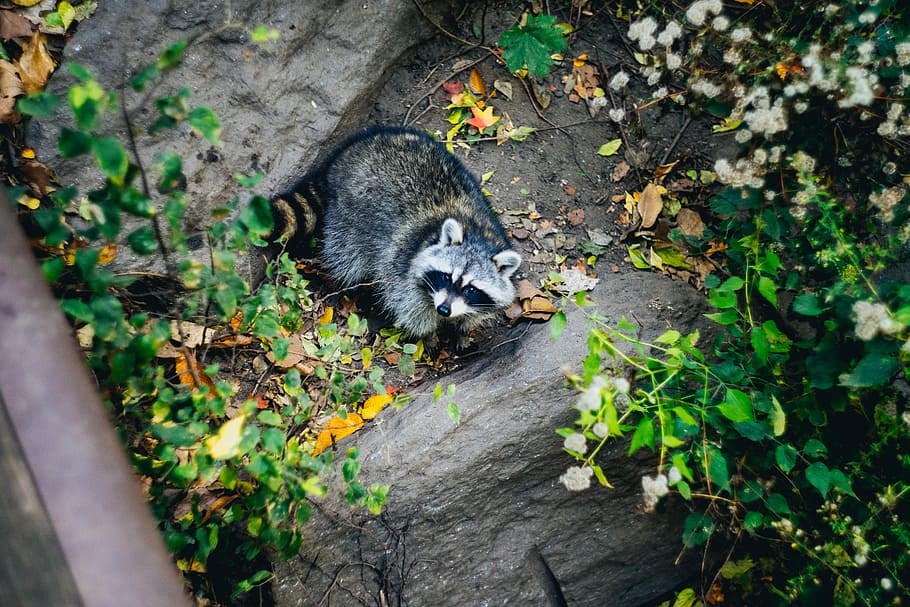 photo of wild raccoon, high-angle photography of raccoon, racoon