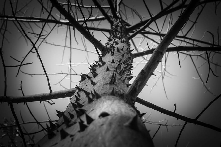 tree, thorns, greatness, nature, texture, plant, branches, trunk HD wallpaper