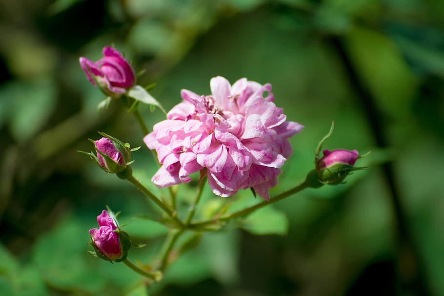 roses, pink roses, flowers, blossoms, nature, plants, sri lanka, HD wallpaper