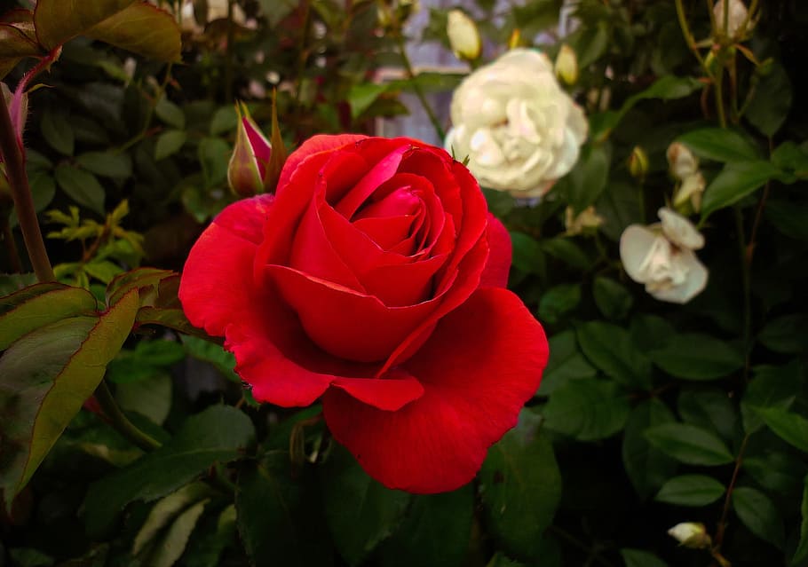 rose, flower, flora, red, flowering plant, beauty in nature HD wallpaper