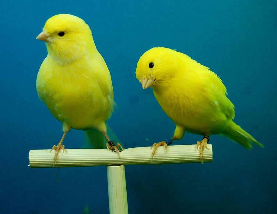two yellow canaries, aviary, bird, animal, group of animals HD wallpaper
