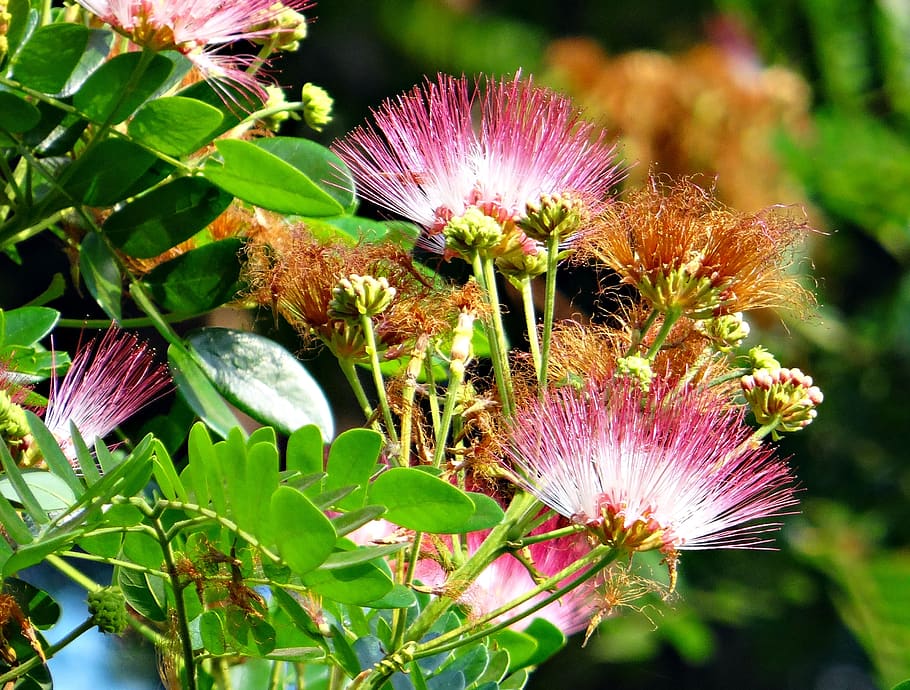 3840x2160px | free download | HD wallpaper: flower, rain tree, albizia ...