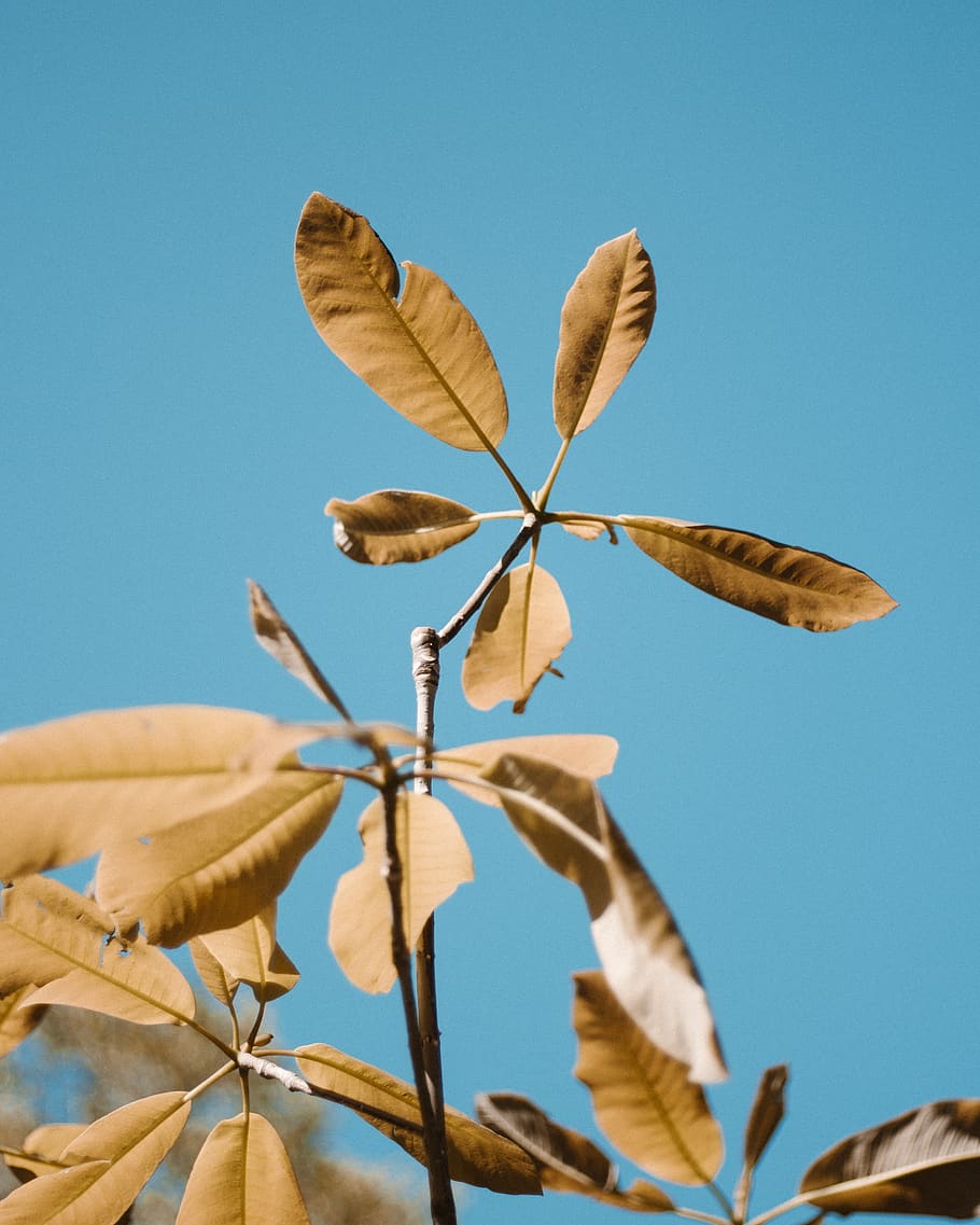 flowers, pattern, sky, clear sky, nature, blue, leaf, no people HD wallpaper