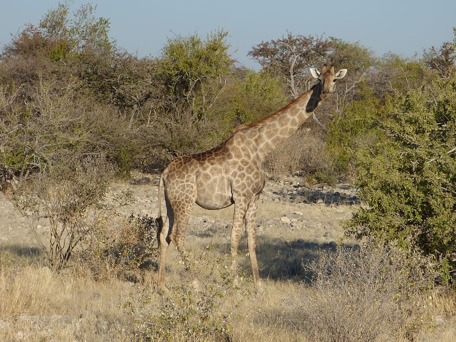 wildlife, giraffe, namibia, animal, animal wildlife, animal themes HD wallpaper