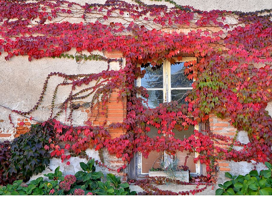 window, creeper, red, architecture, built structure, plant HD wallpaper