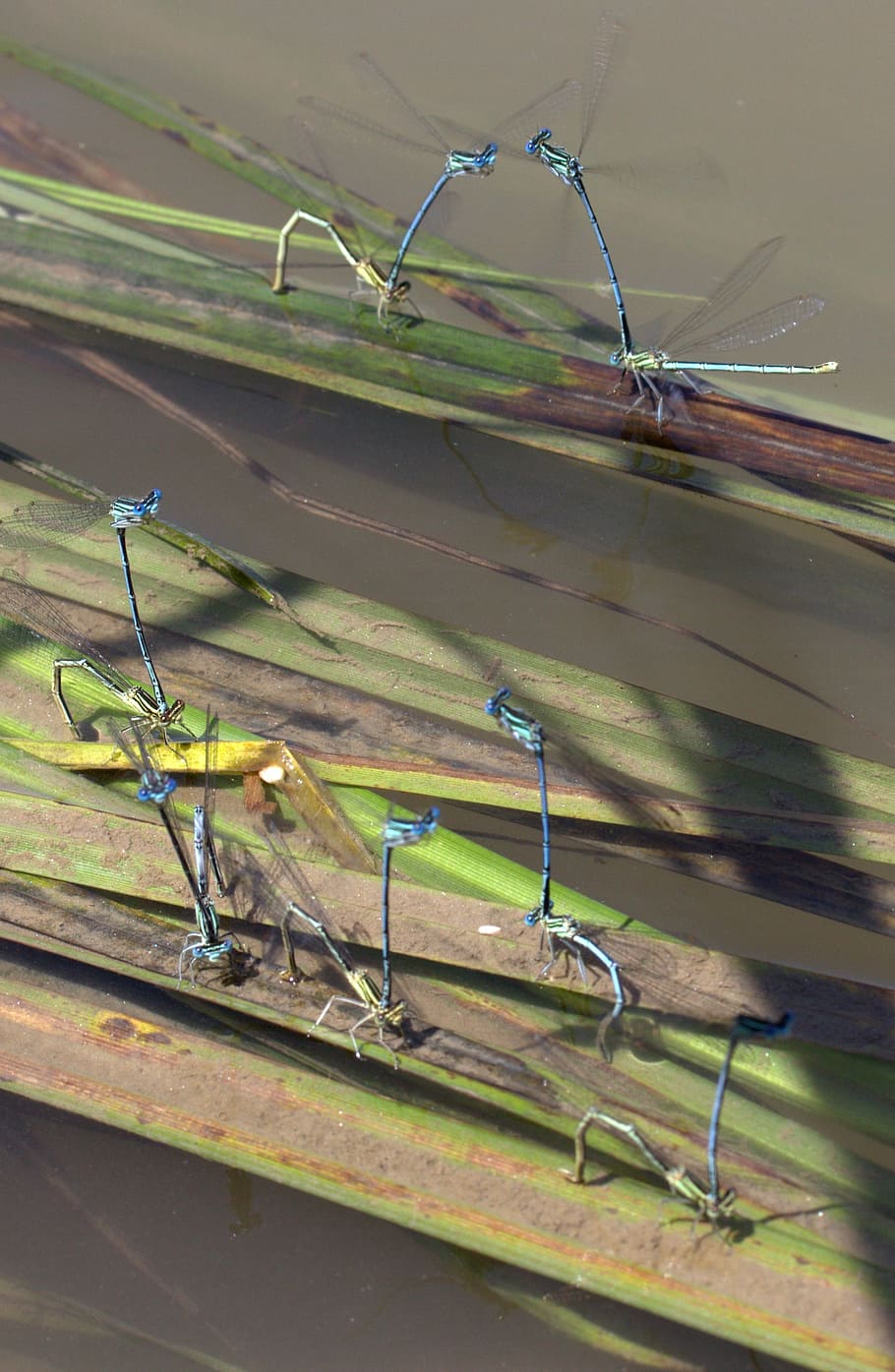 dragonflies, mating, water, invertebrate, insect, nature, no people HD wallpaper