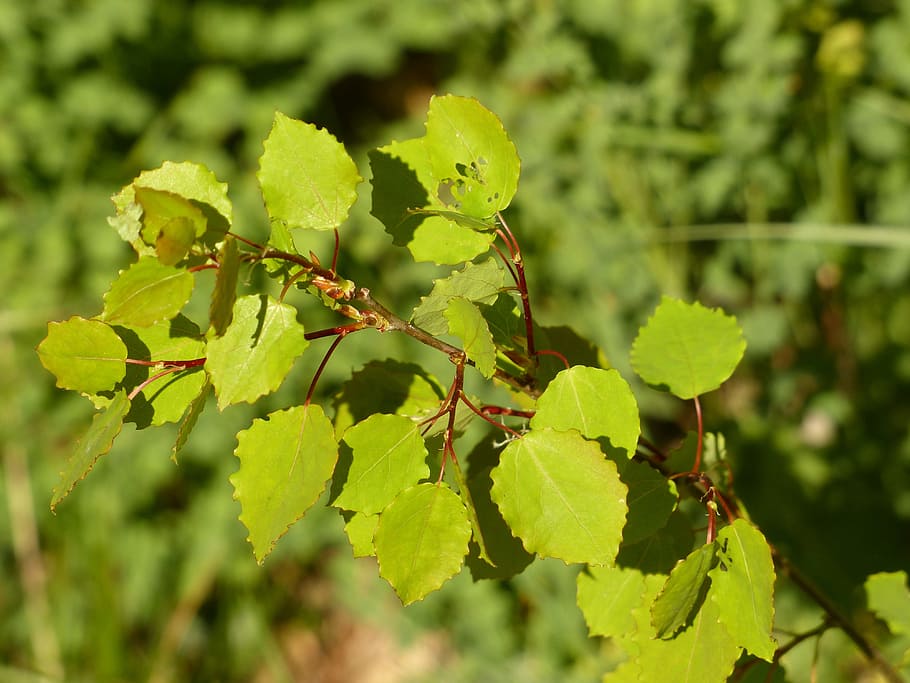 Leaves, Branch, Green, Tree, Aspen, aspen leaves, agrimony HD wallpaper