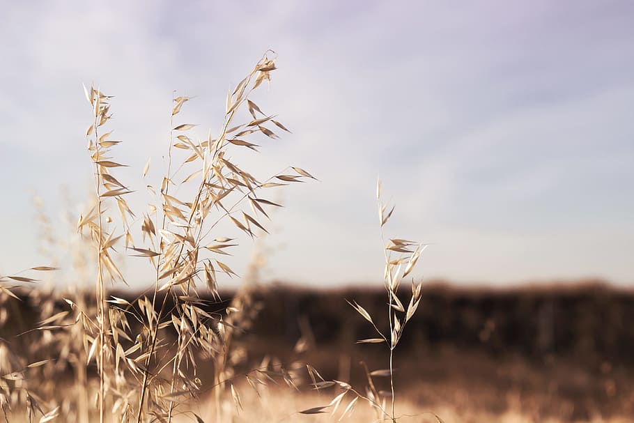 Brown Plant during Daylight, close-up, nature, plants, sky, agriculture HD wallpaper