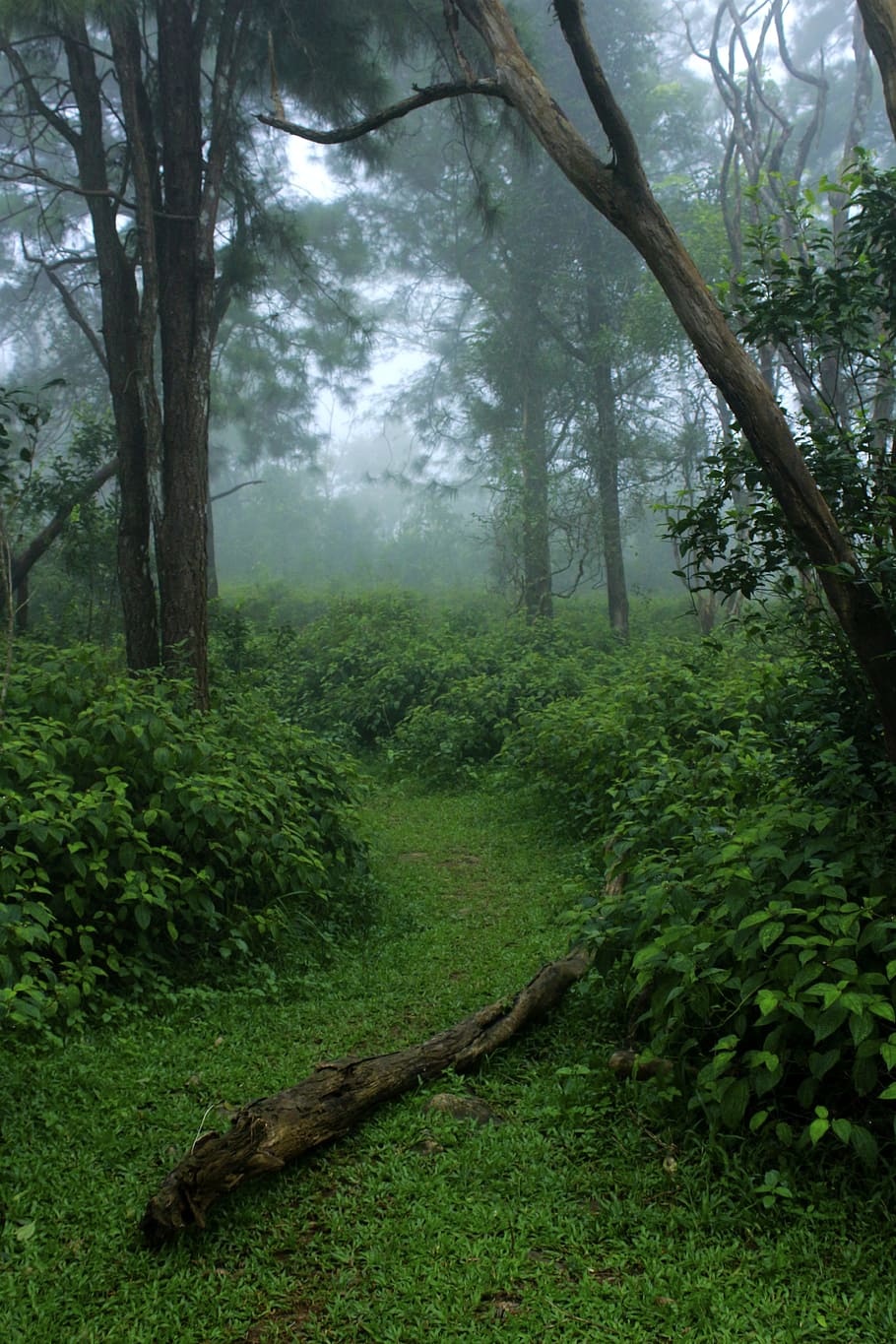 trees, green, mist, nature, environment, leaf, grass, spring HD wallpaper